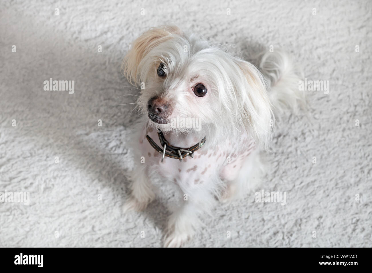 Il cinese crested cane femmina sulla seduta grigio chiaro morbido tappeto. Messa a fuoco selettiva. Foto Stock