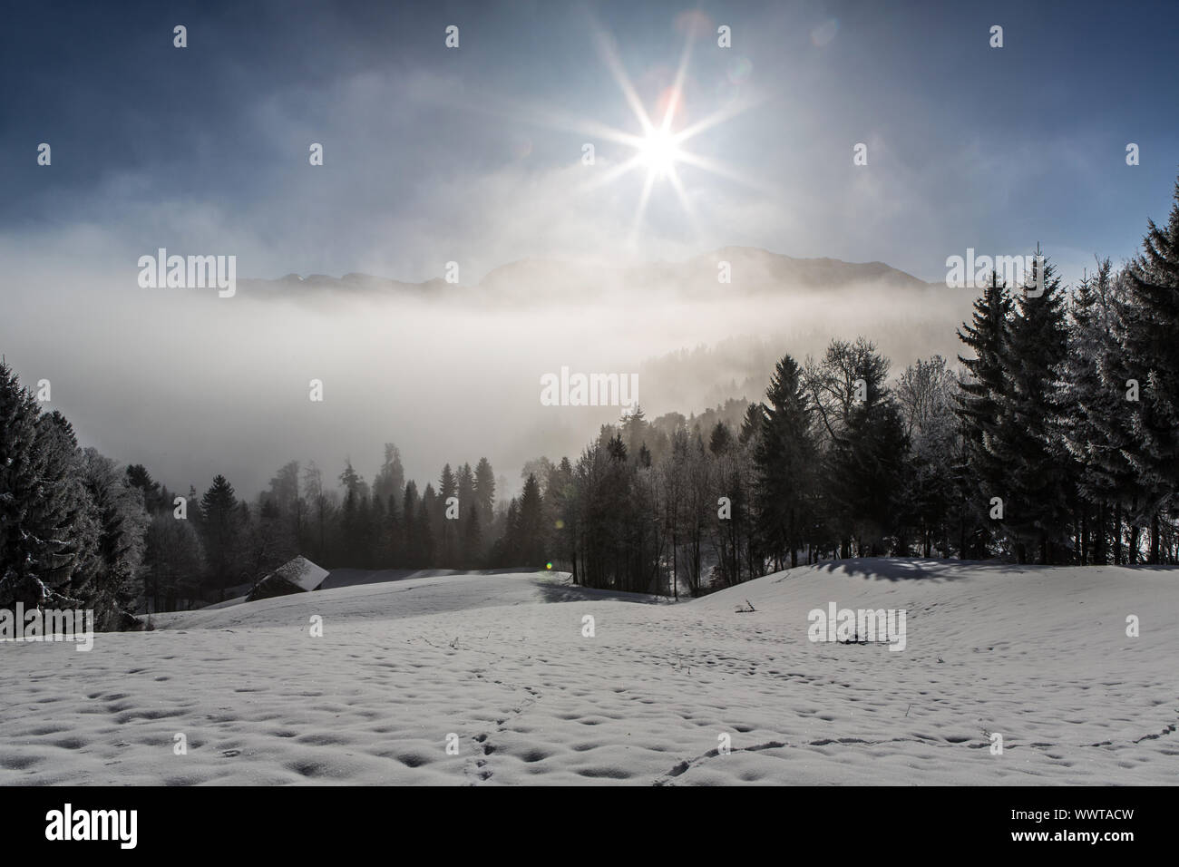 Soleggiata giornata invernale con la nebbia confine sul Rengg, Lucerna, Svizzera, Europa Foto Stock