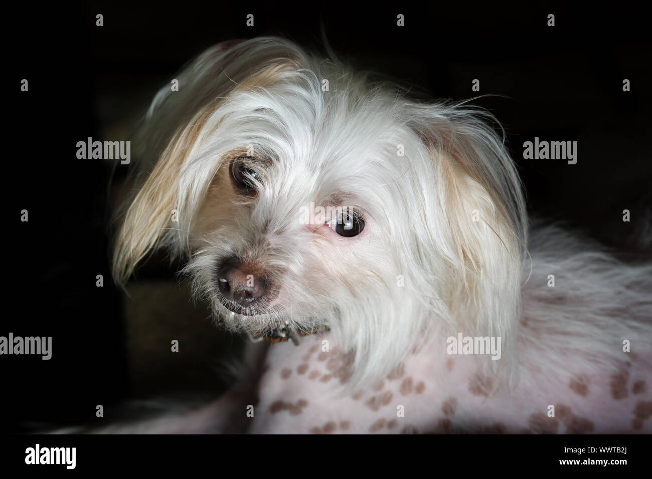 Ritratto di cinese crested cane femmina. Messa a fuoco selettiva. Foto Stock
