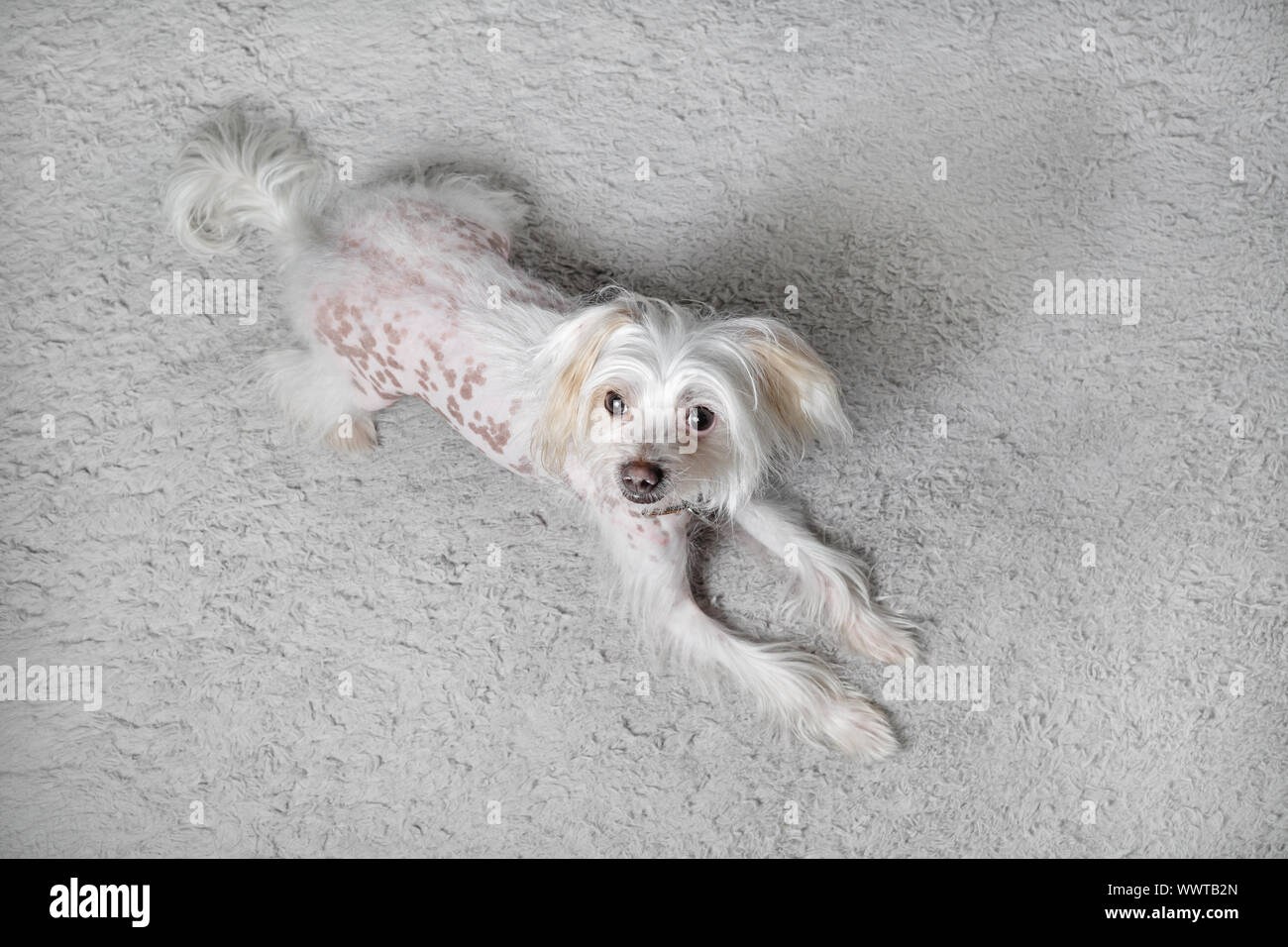 Il cinese crested cane femmina giace su grigio chiaro morbido tappeto. Messa a fuoco selettiva. Foto Stock