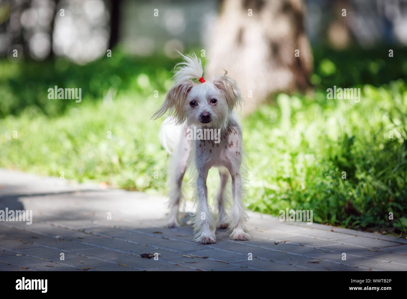 Il cinese crested cane femmina passeggiate all'aperto. Messa a fuoco selettiva. Foto Stock