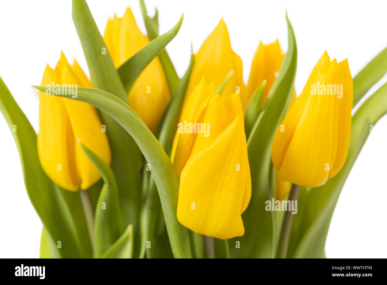 Bouquet con tulipani freschi Foto Stock
