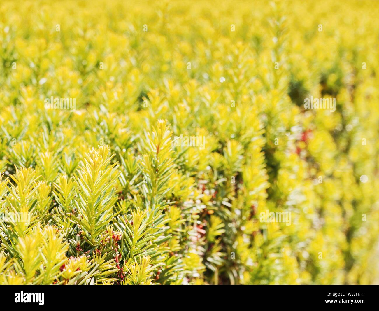 Siepe di pianta sempreverde con proprietà funzione di separazione. Popolari siepe lussureggianti di pianta sempreverde con funzione di separazione Foto Stock