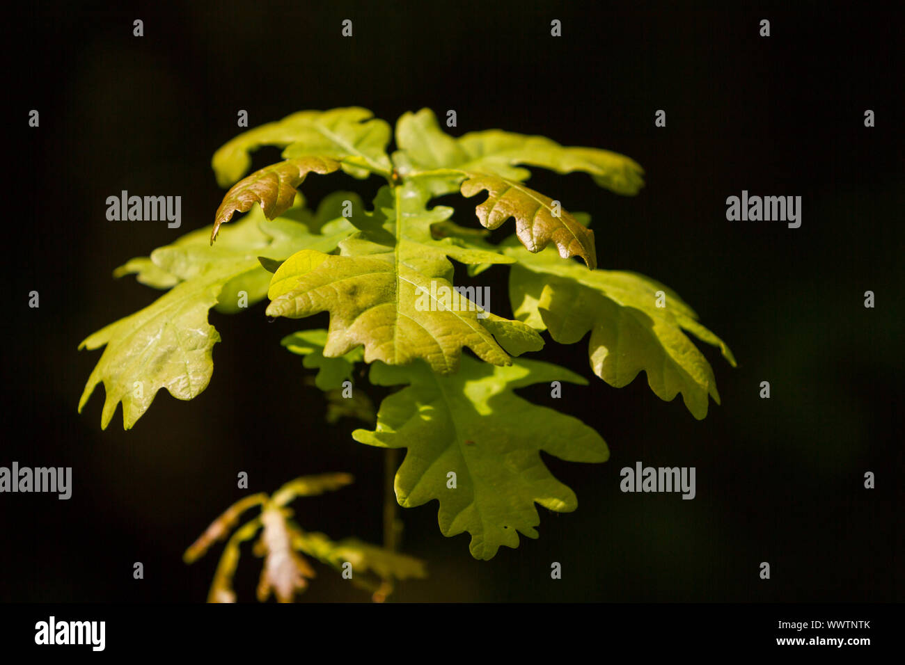 foglie di quercia Foto Stock