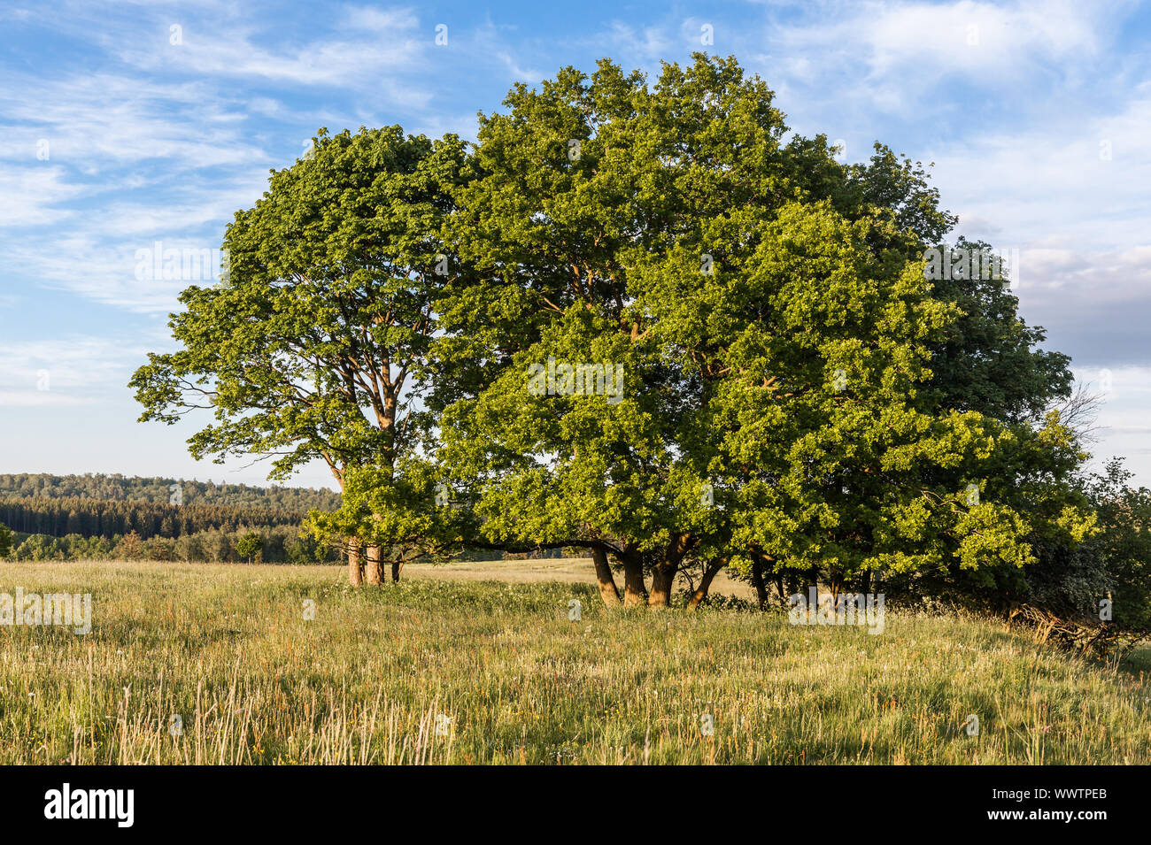 Paesaggio di Harz prato e bosco Foto Stock