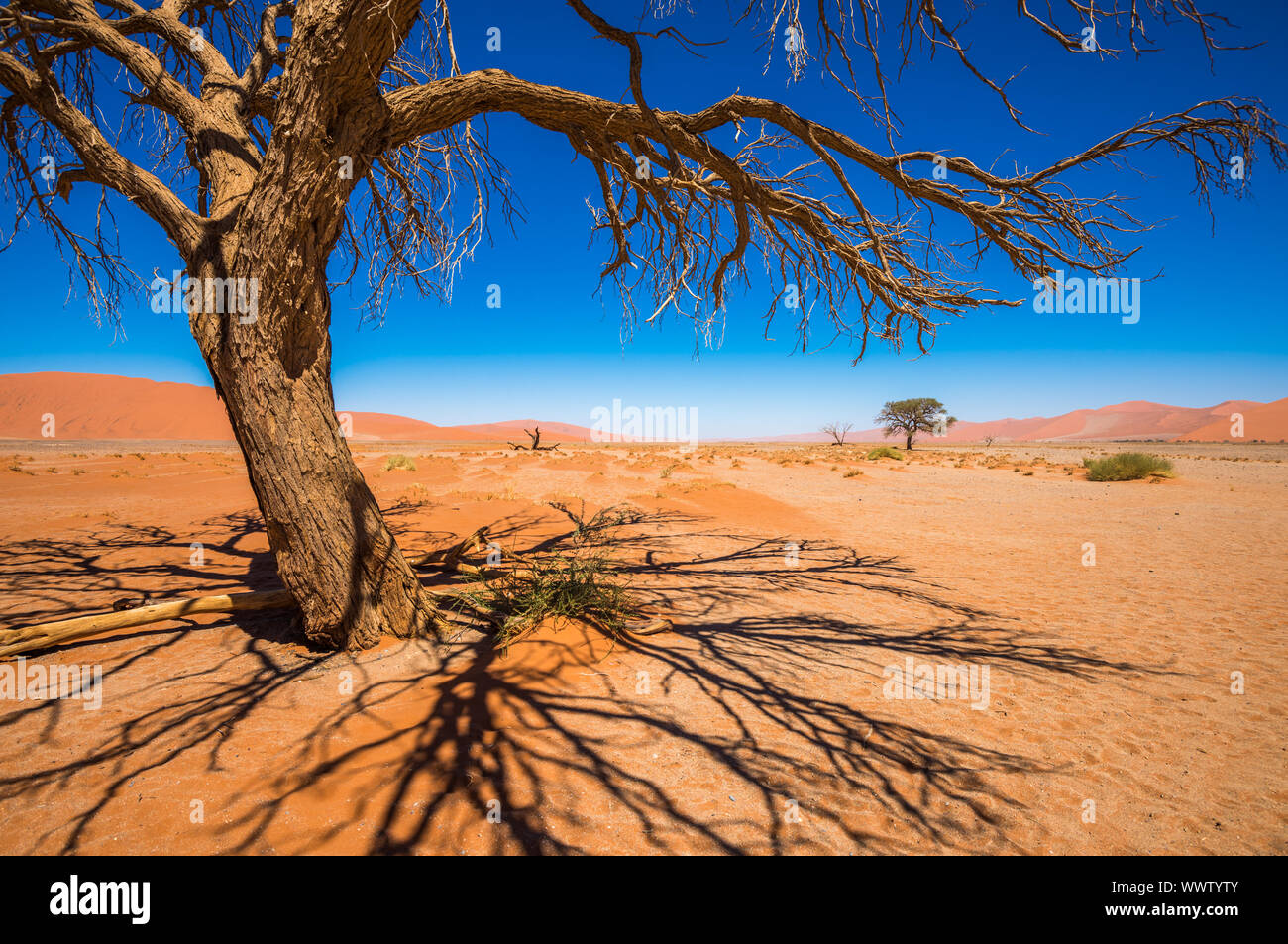 Morto alberi Camelthorn e dune rosse di Sossusvlei, Namib-Naukluft National Park, Namibia Foto Stock