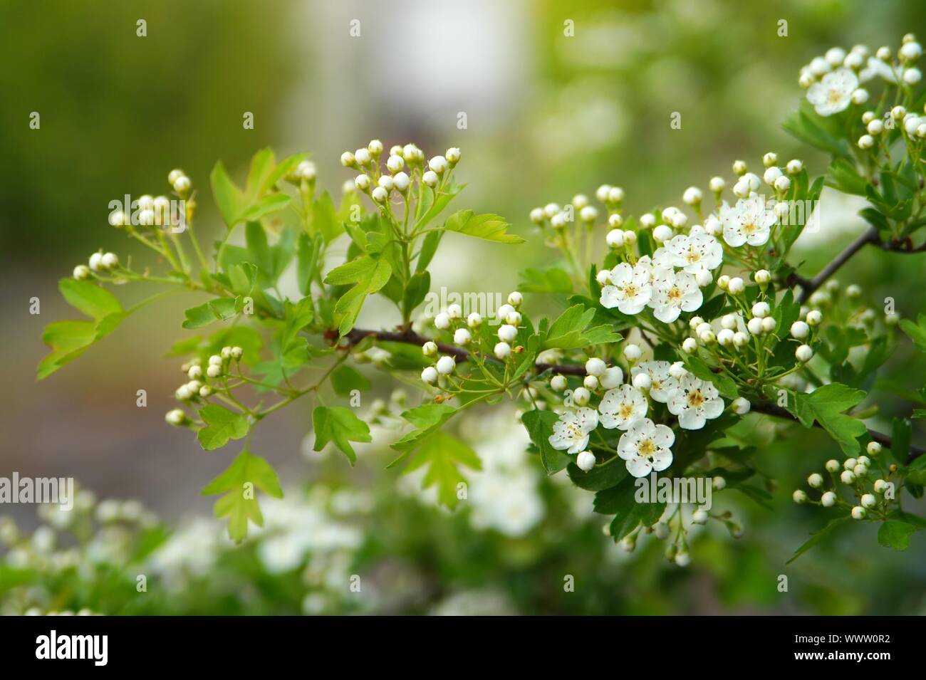 Natura verde e fiore Foto Stock