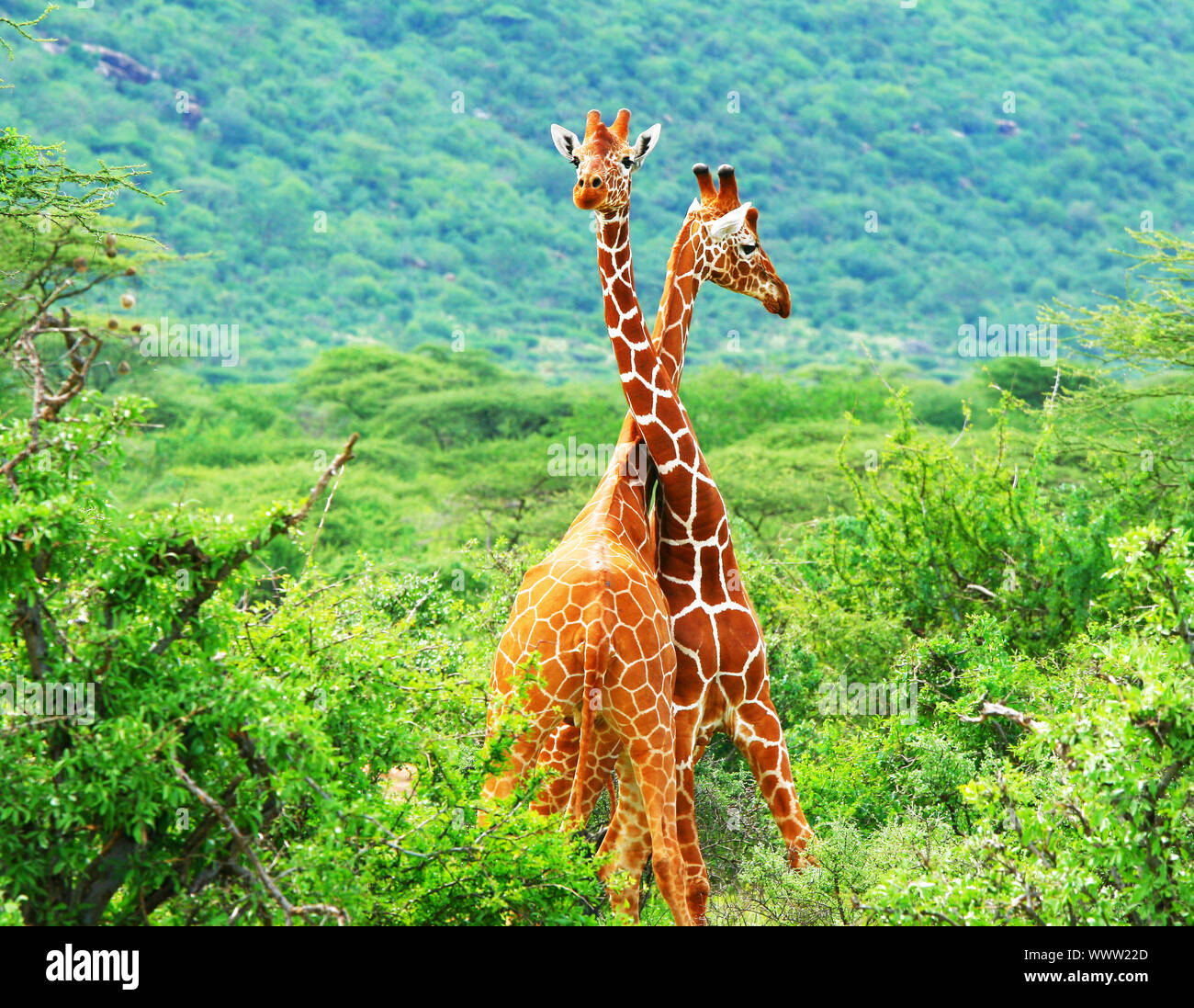 La lotta di due giraffe Foto Stock