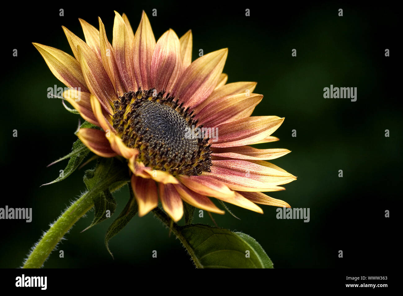 Sonnenblume Foto Stock