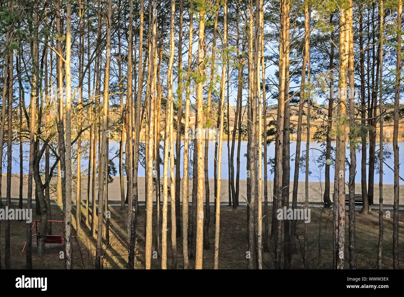 Paesaggio: alberi di pino sulla sponda del fiume. Foto Stock