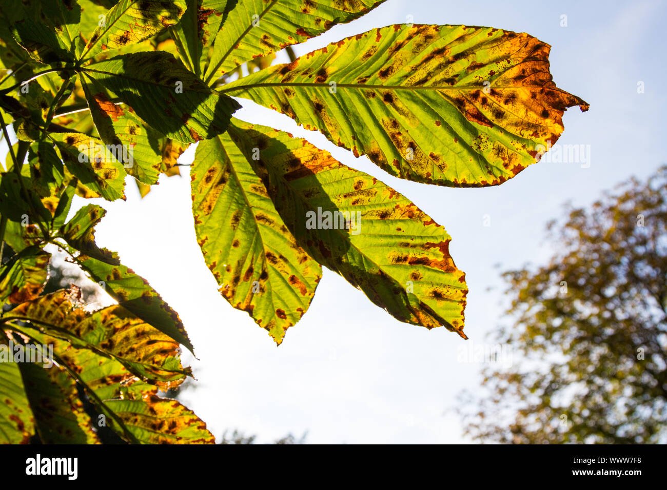 Ippocastano (Aesculus hippocastanum) foglie miner tarma (Cameraria ohridella) danni Foto Stock