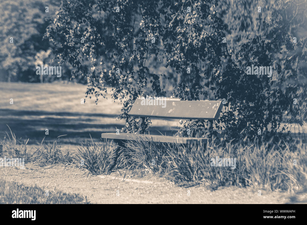 Vecchia foto d'epoca. Una panchina nel parco giornata soleggiata estate erba spazio di copia Foto Stock