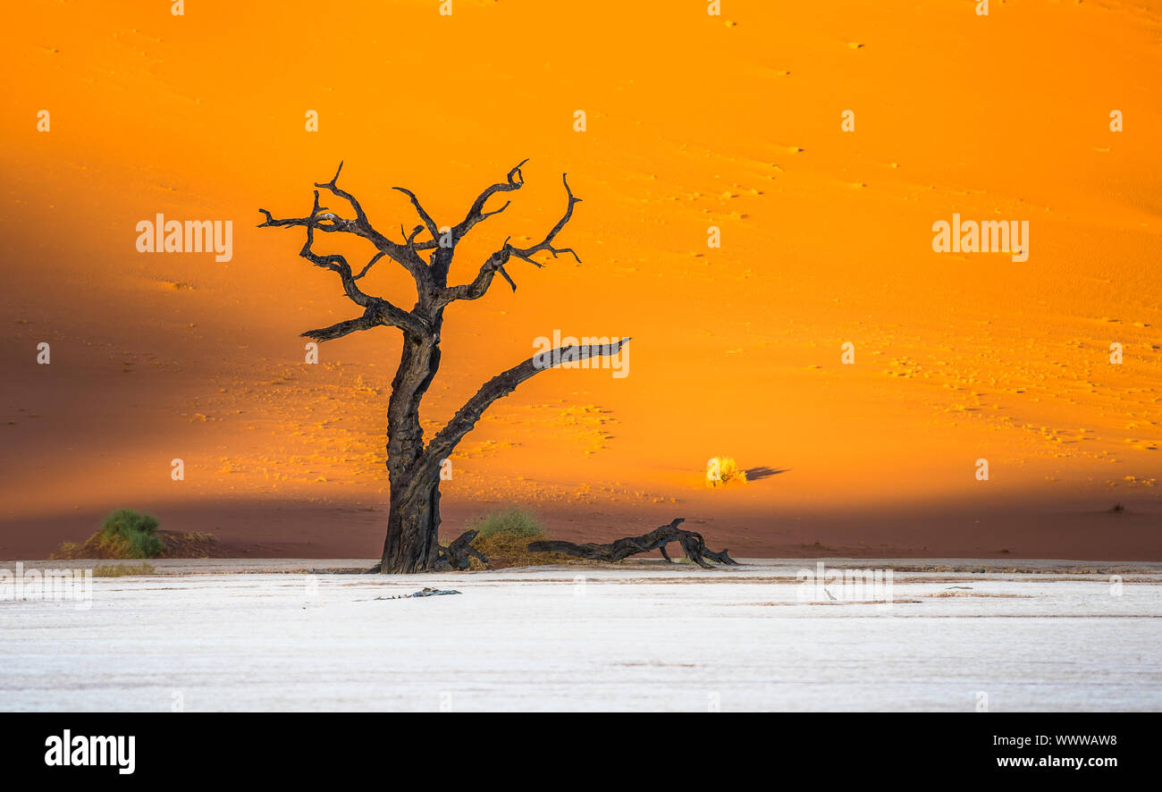 Morto alberi Camelthorn e dune rosse in Deadvlei, Sossusvlei, Namib-Naukluft National Park, Namibia Foto Stock