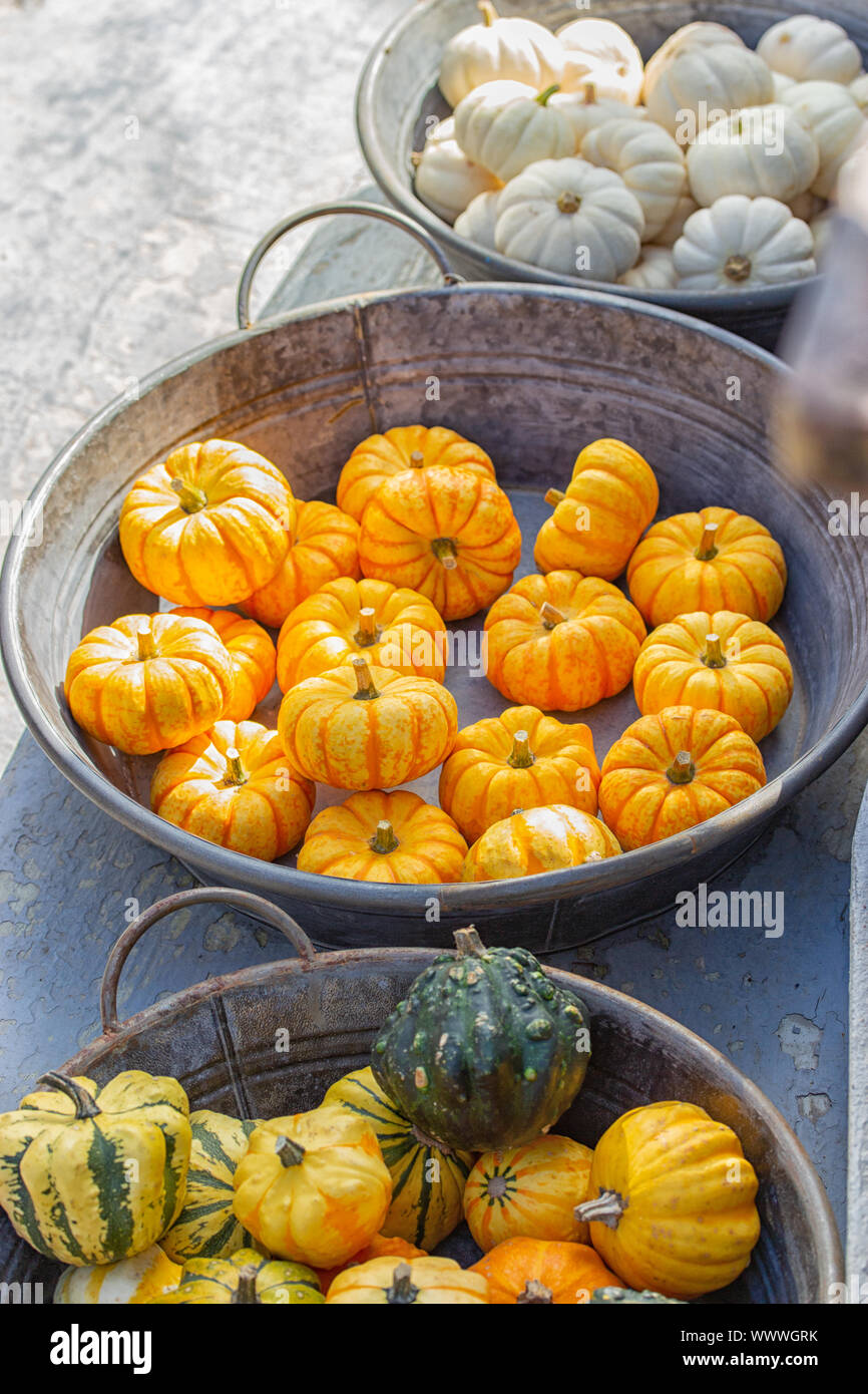 Piccole strisce giallo arancione mature zucche decorative in una vasca in metallo ad una festa della mietitura. Carino baby zucca, arredamento giardino, vacanze Halloween vertic Foto Stock