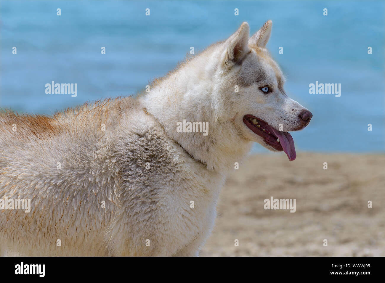 Husky cane di razza Foto Stock