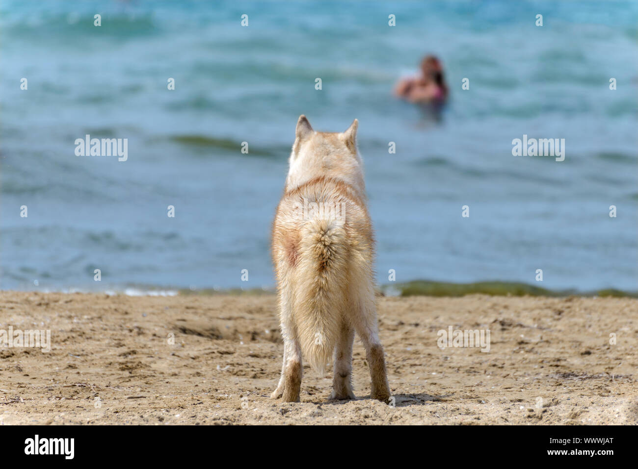 Husky cane di razza Foto Stock