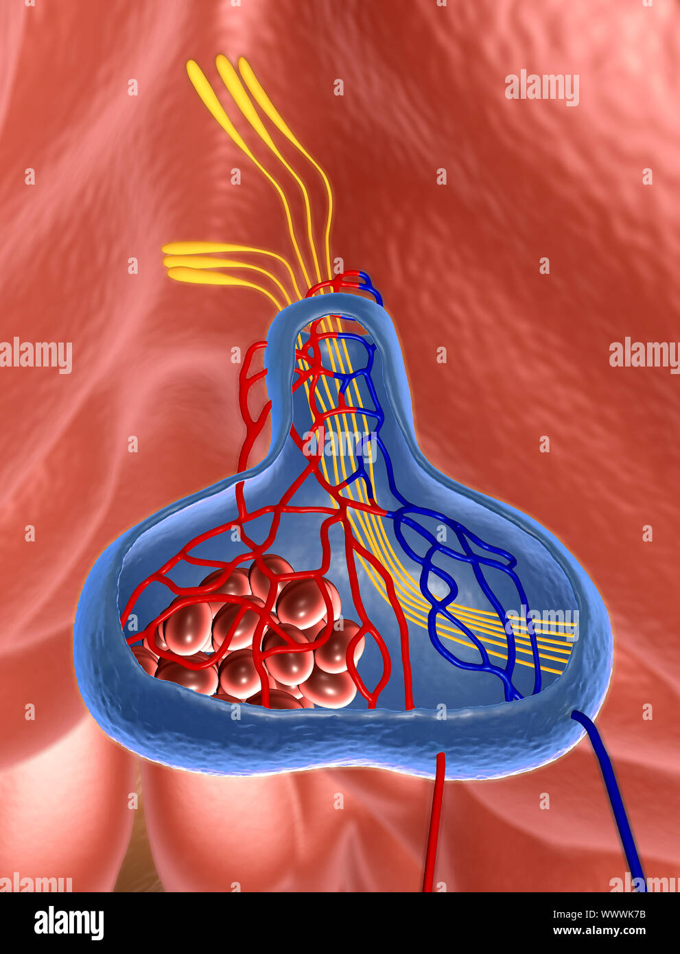 Gli organi interni in un corpo umano, parte del cervello, illustrazione della ghiandola pituitaria Foto Stock