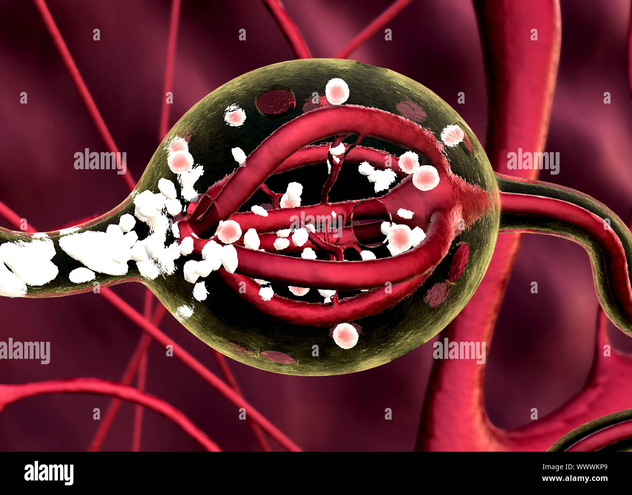 Premistoppa umano la produzione di ormone Foto Stock