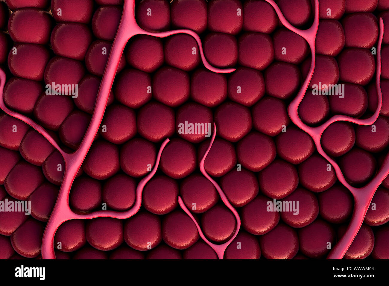 Le cellule, le cellule infettate, capillare, vena, recettori presenti sulla superficie di cellule Foto Stock