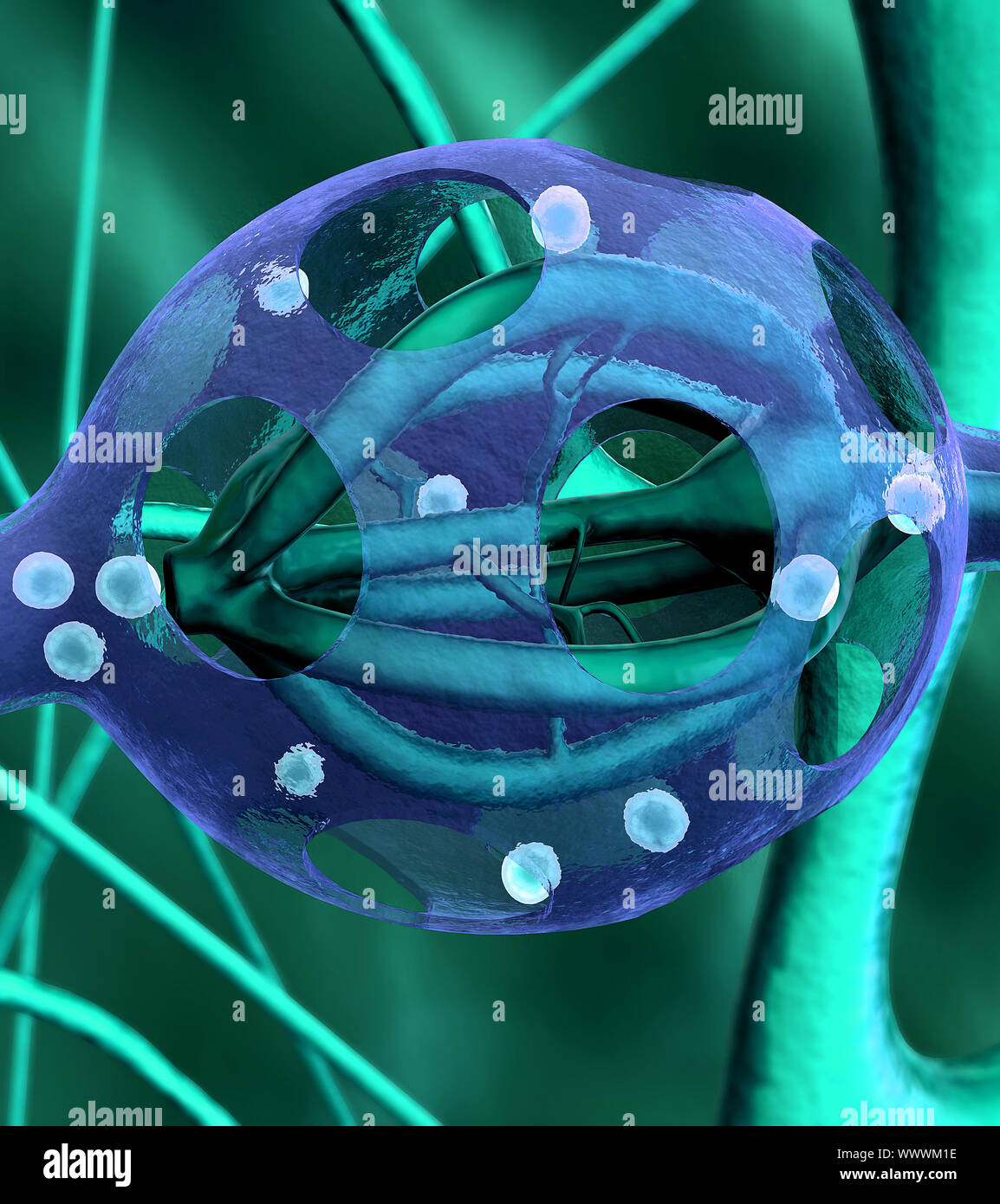 Premistoppa umano la produzione di ormone Foto Stock