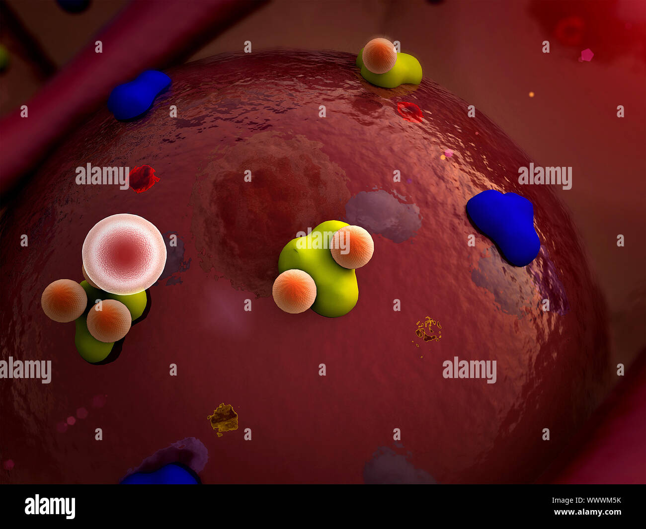 Recettori e vena sulla superficie di cellule Foto Stock