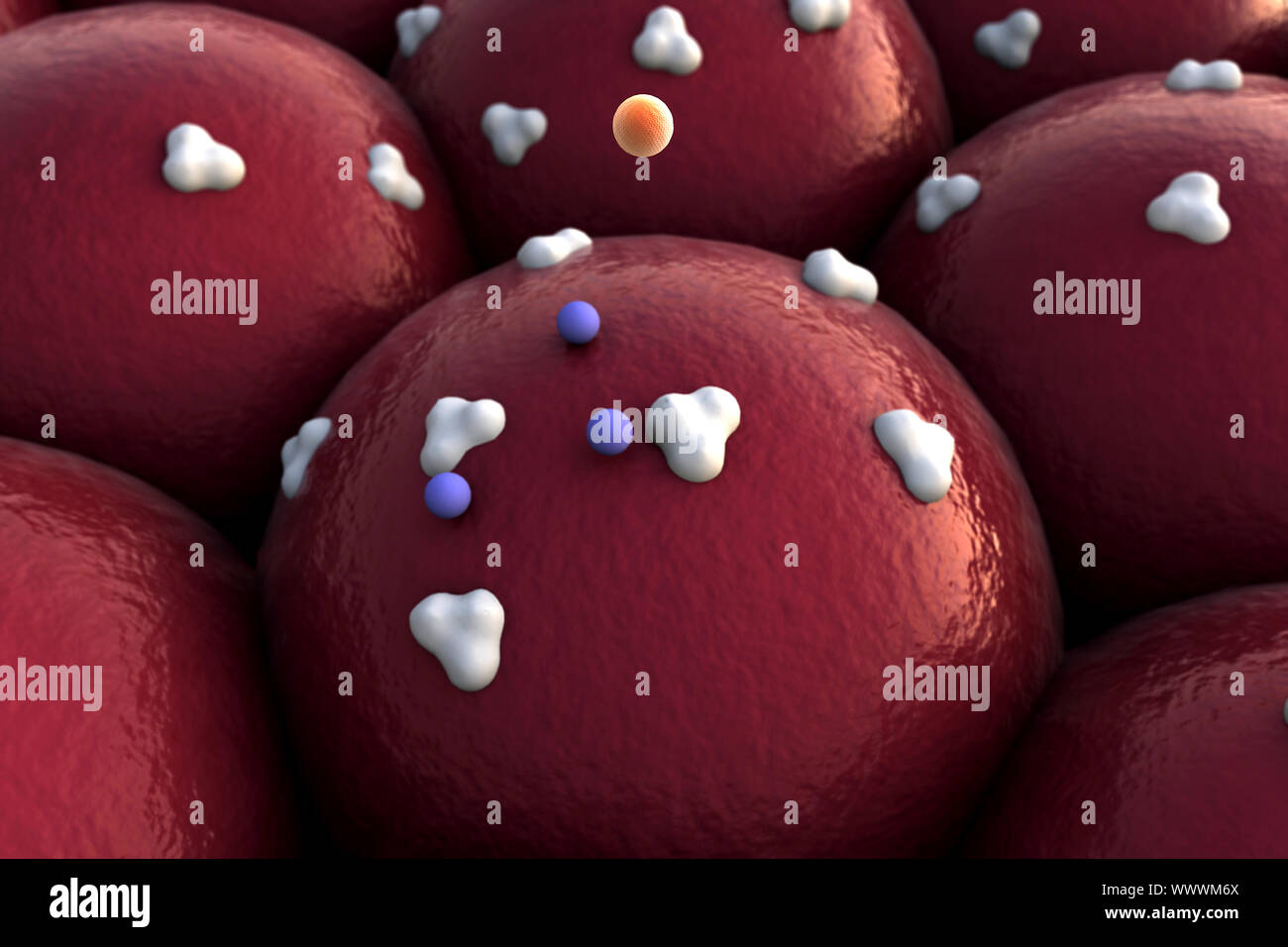 Recettori e vena sulla superficie di cellule Foto Stock