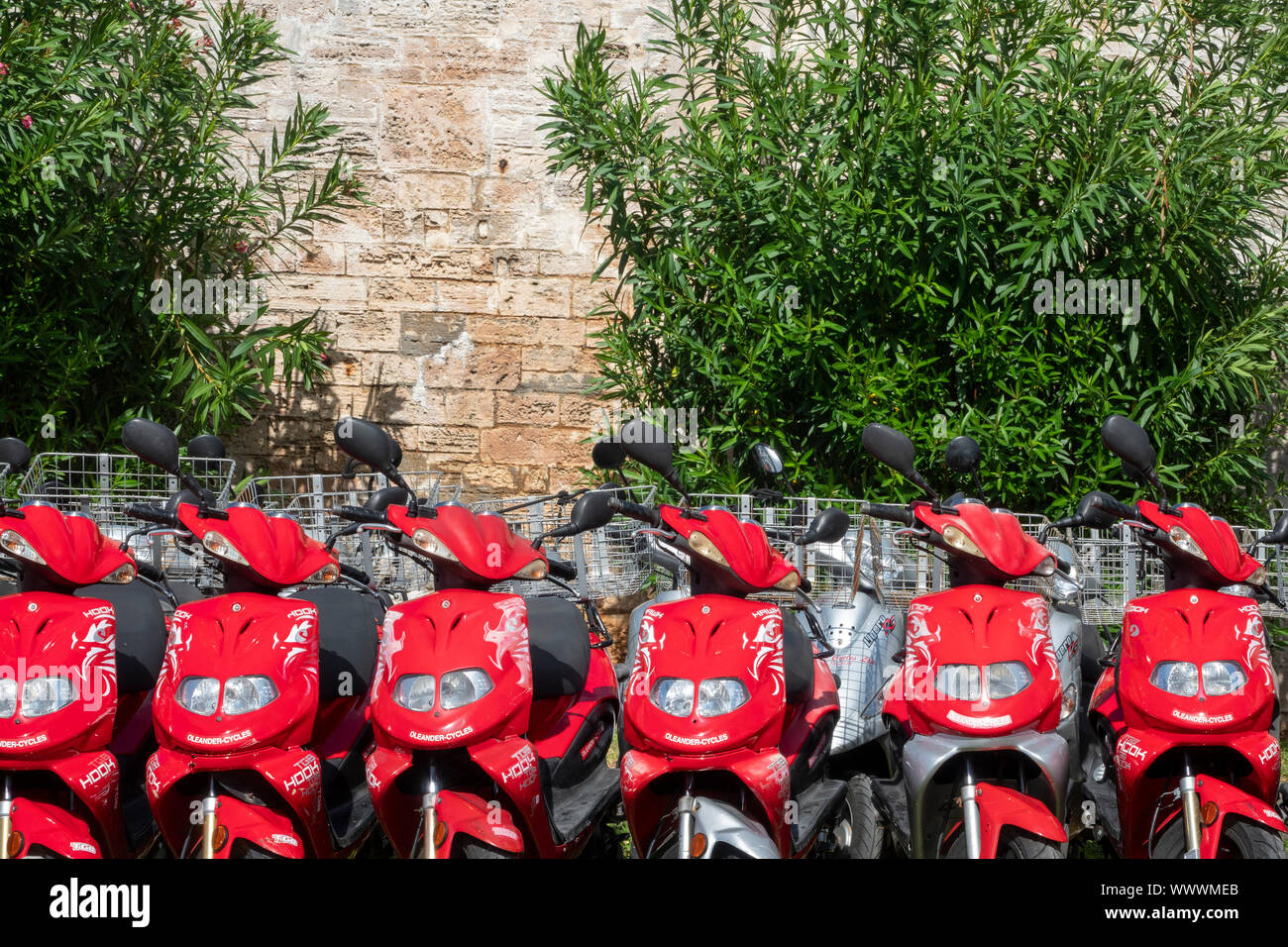 Una linea di colore rosso brillante scooters in affitto in Bermuda Foto Stock
