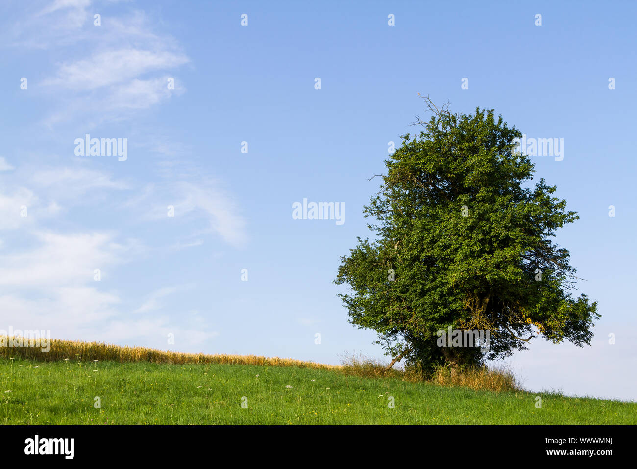 Unico albero in piedi contro il cielo blu Foto Stock