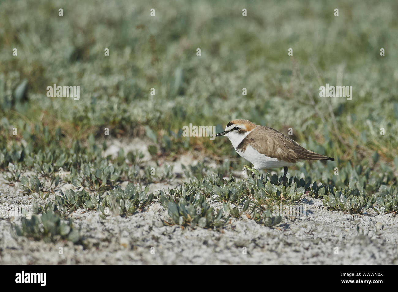 Comune piviere cerchiati Foto Stock