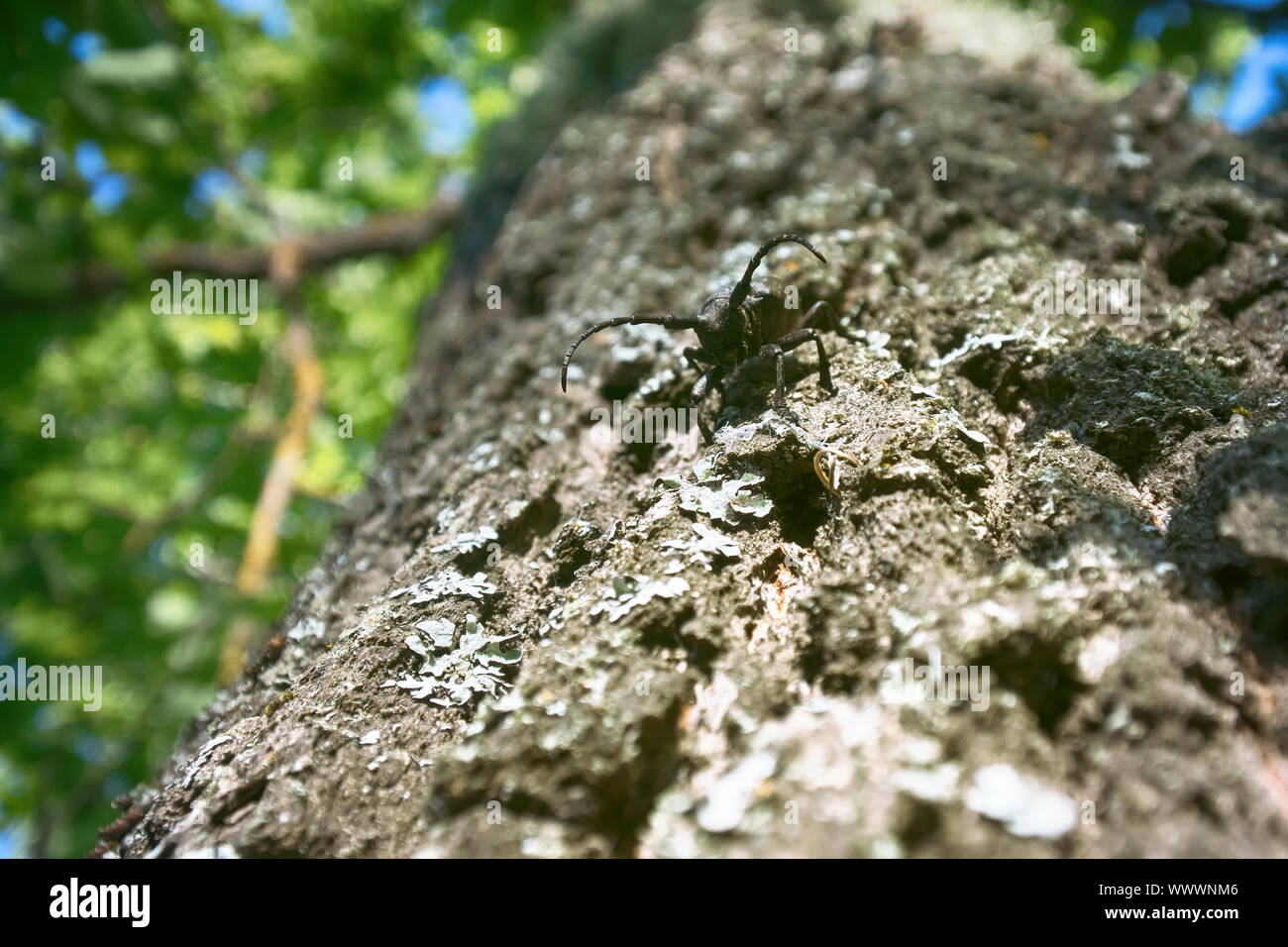 Longhorn beetle strisciando sul Foto Stock