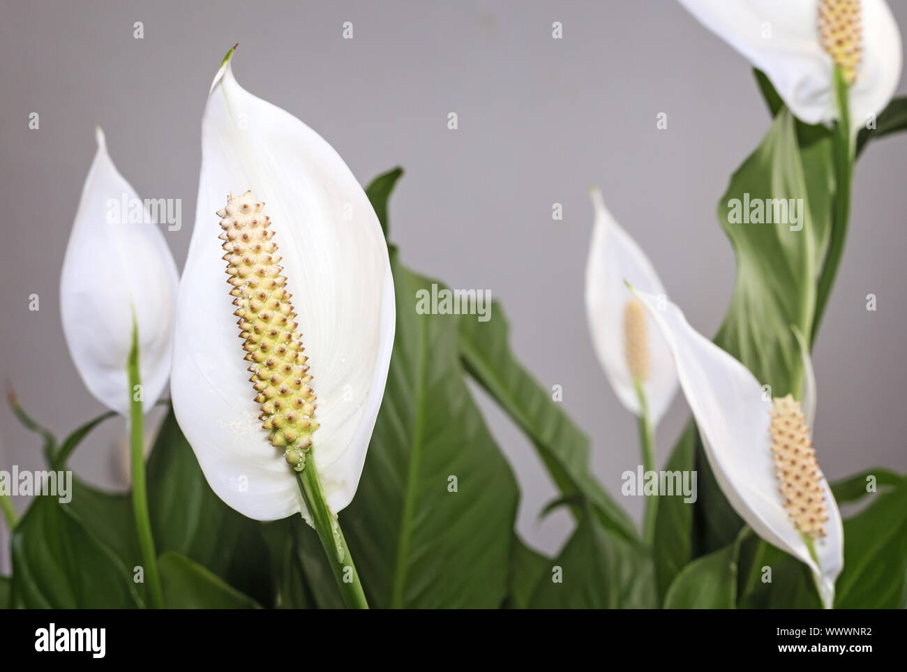 Fioritura fiori bianchi spathiphyllum. Foto Stock