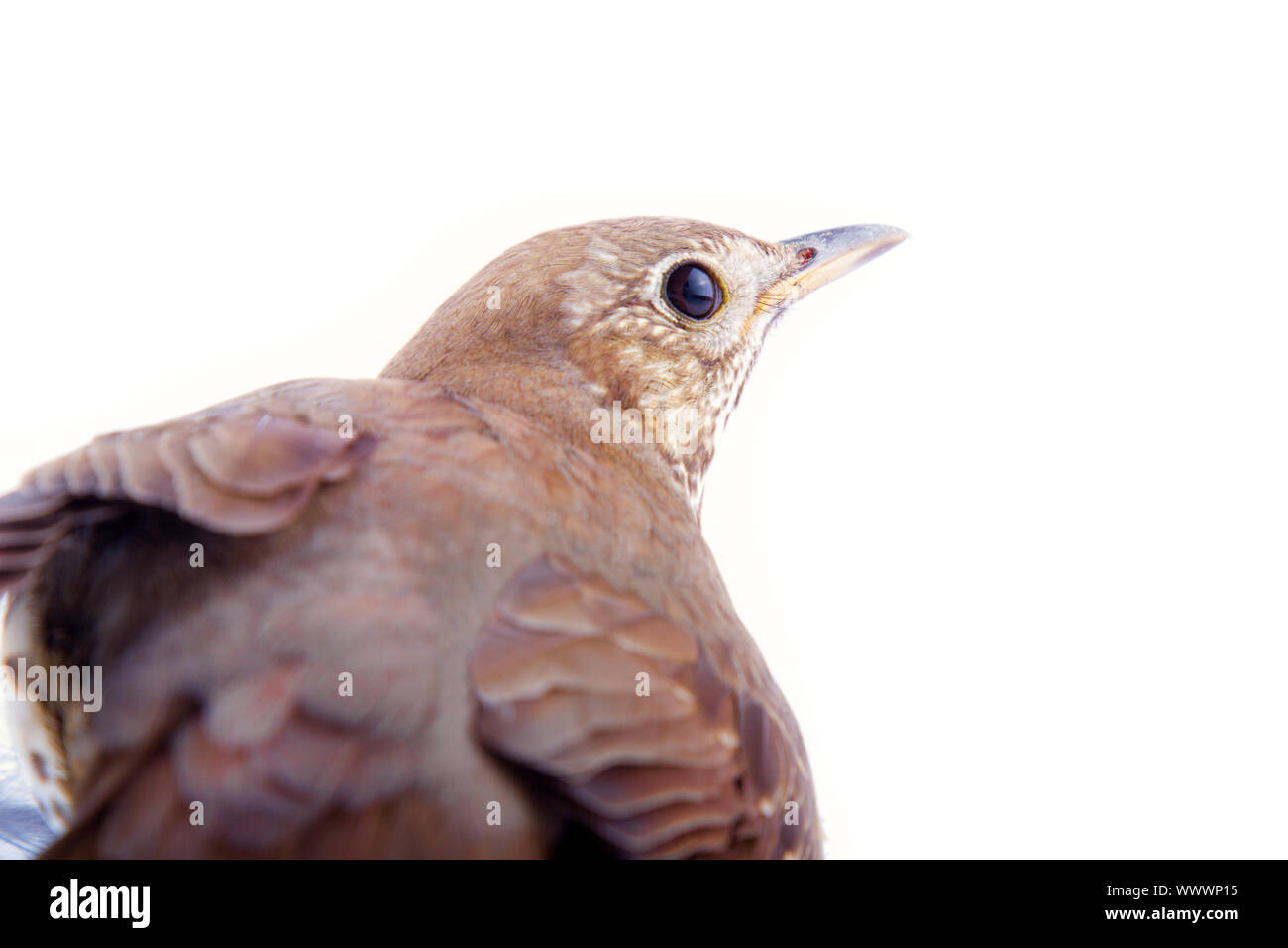 Mavis, Turdus philomelos, closeup ritratto Foto Stock