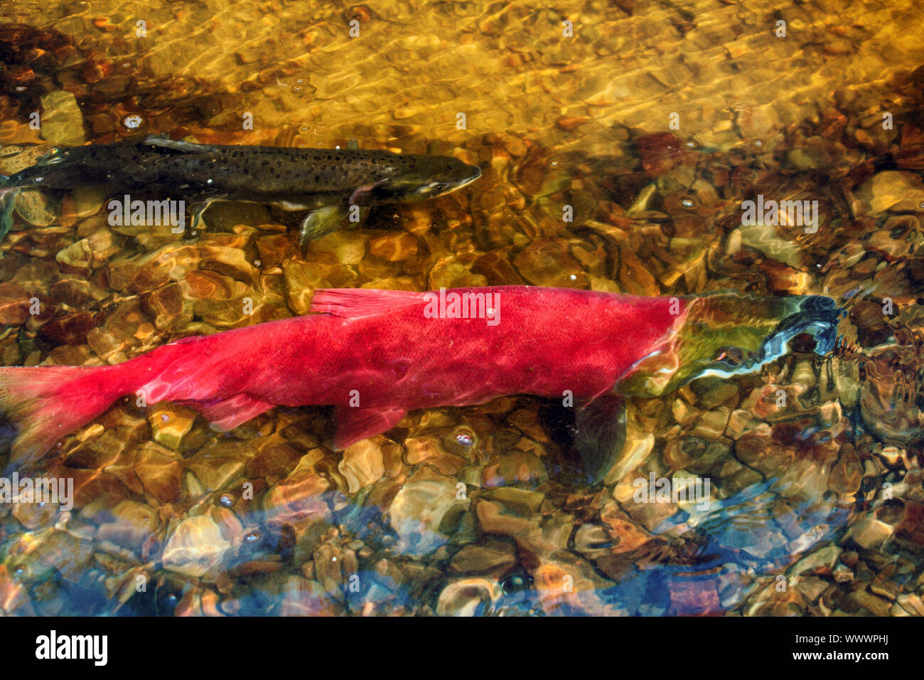 Blueback maschio (Oncorhynchus nerka) nel profondo del corso d'acqua Foto Stock