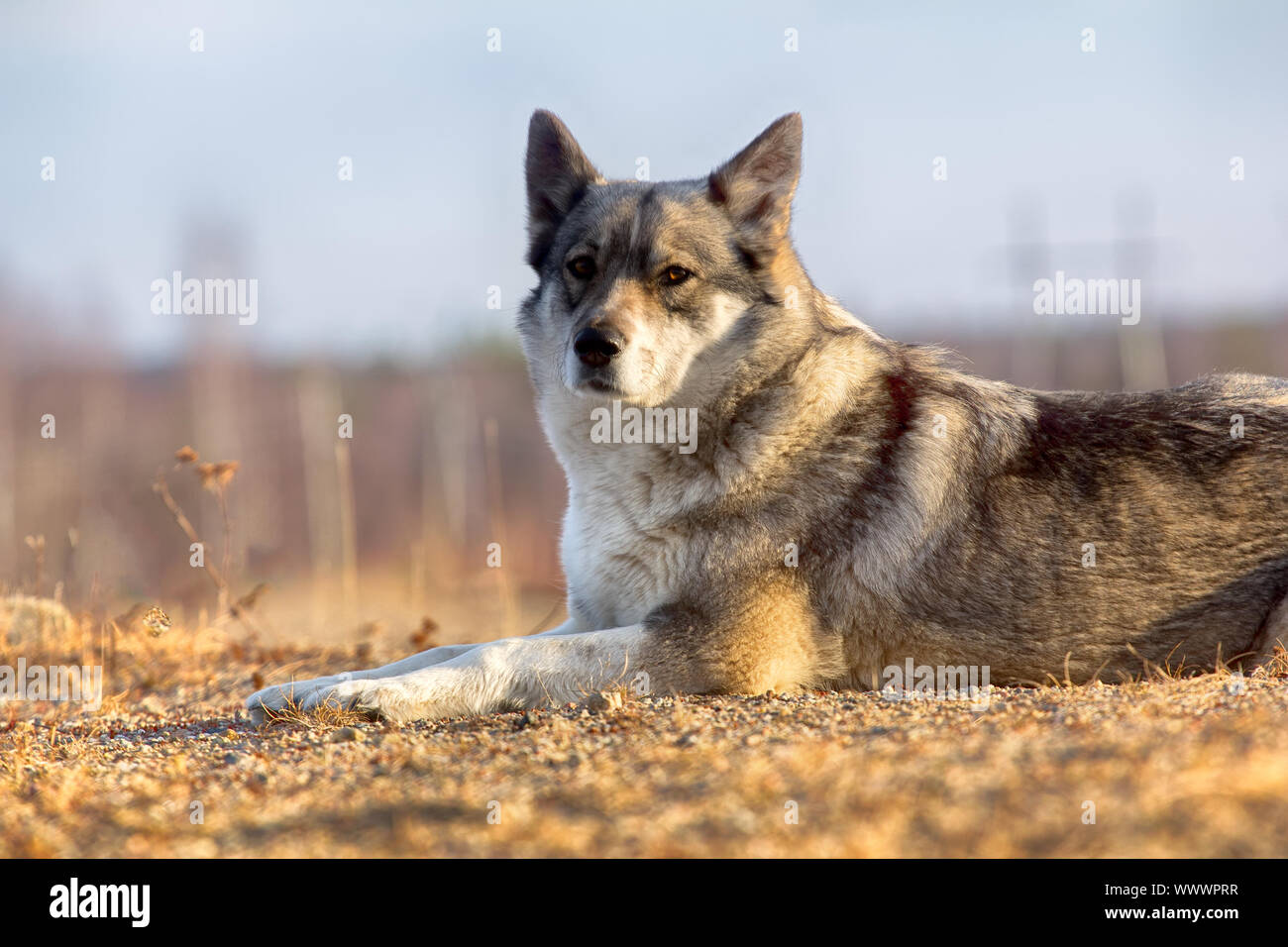 La Siberia orientale Laika (correlati razza husky). Foto Stock