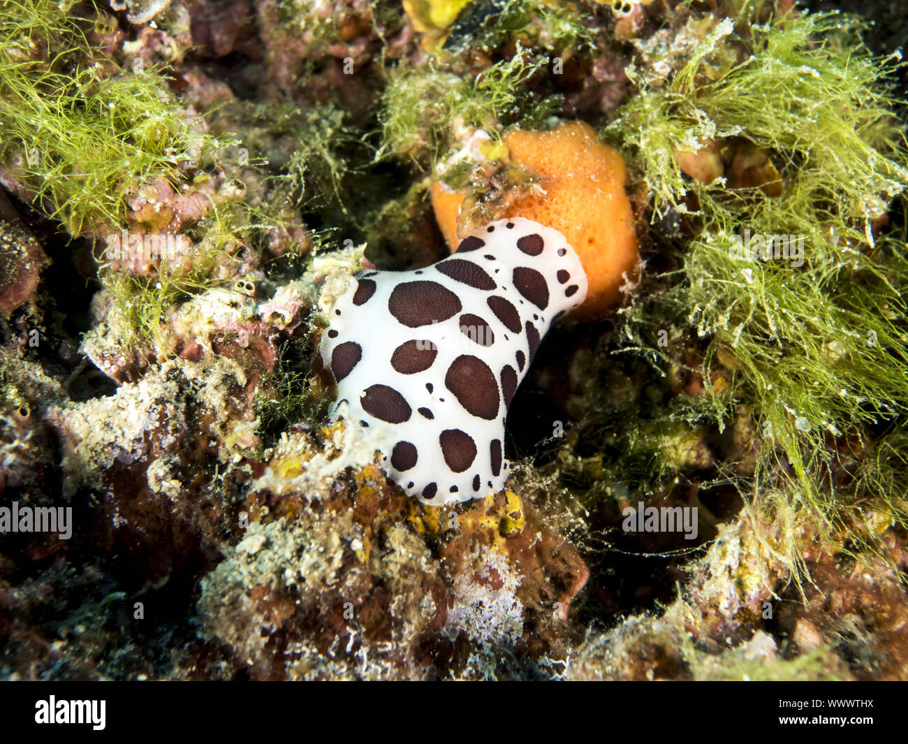 Leopard Slug Mare (Peltodoris atromaculata) Foto Stock