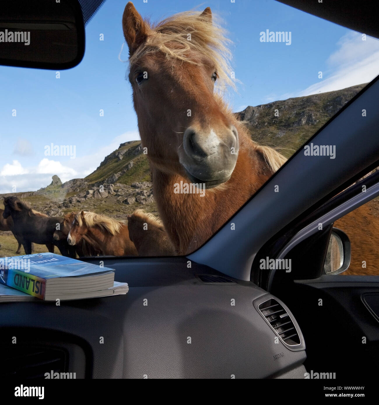 Cavallo islandese (Equus przewalskii f. caballus) curiosamente cercando in un auto, Vatnsnes, Islanda Foto Stock