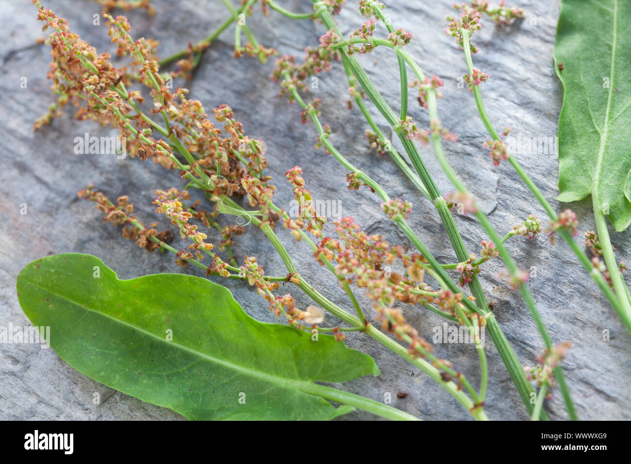 Sauerampfer-Samen, Sauerampfersamen, Ampfer-Samen, Ampfersamen, Samen, Saat, Kräuterernte, Sauerampfer, Wiesen-Sauerampfer, Sauer-Ampfer, Großer Sauer Foto Stock