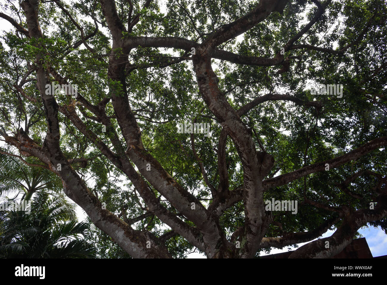 Montpelier Plantation, Nevis, Saint Kitts e Nevis, isola dei Caraibi Foto Stock