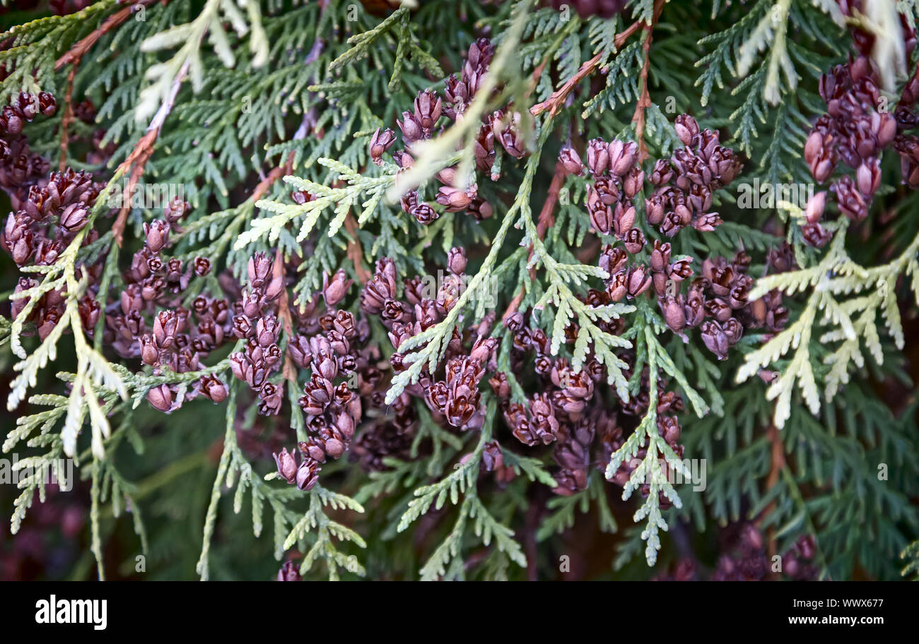 I rami e i frutti di arborvitae, thuja occidentalis variet Foto Stock