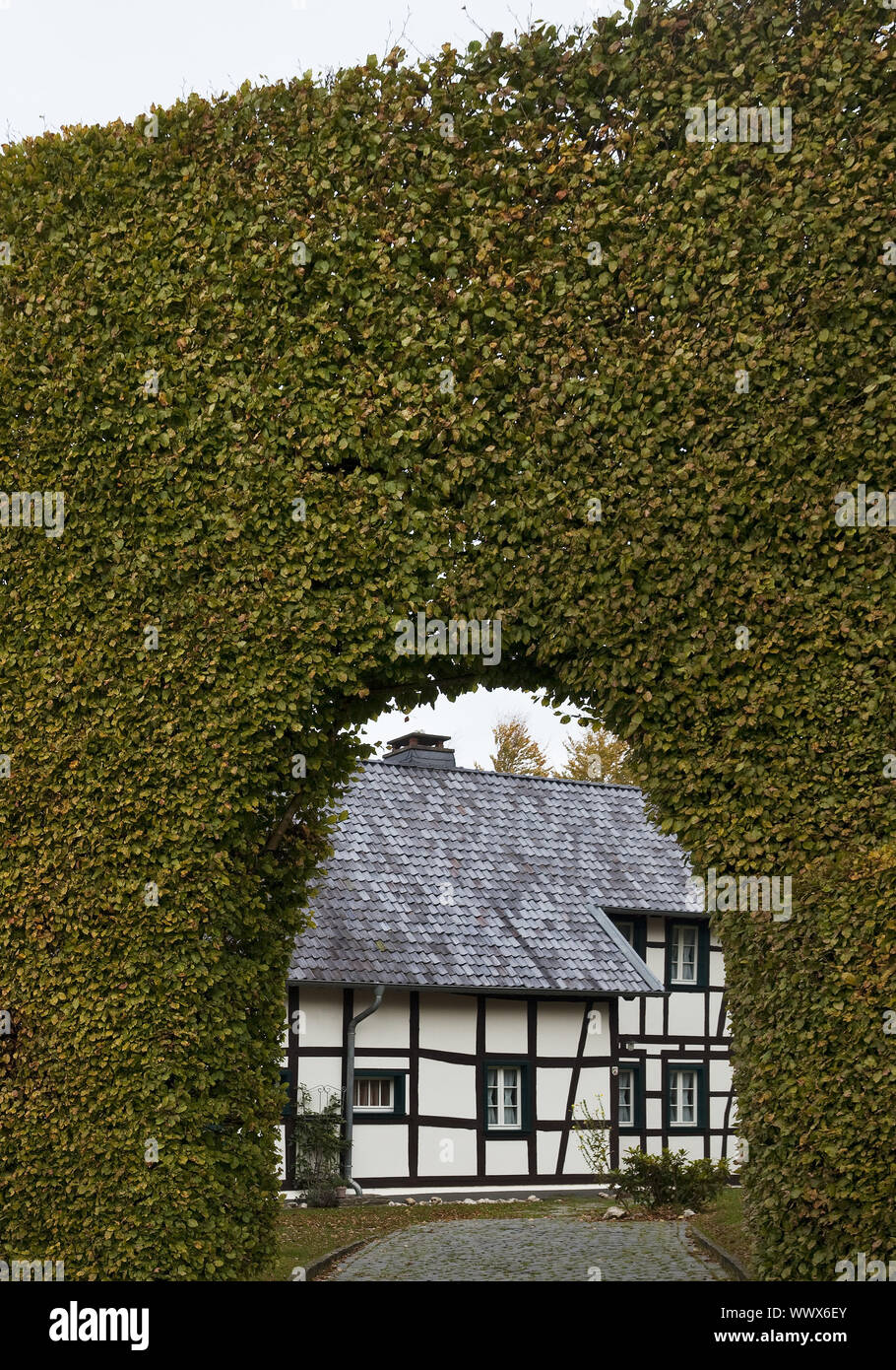 Casa in legno e muratura dietro metere-alta siepe di faggio con archway, Monschau, Eifel, Germania, Europa Foto Stock