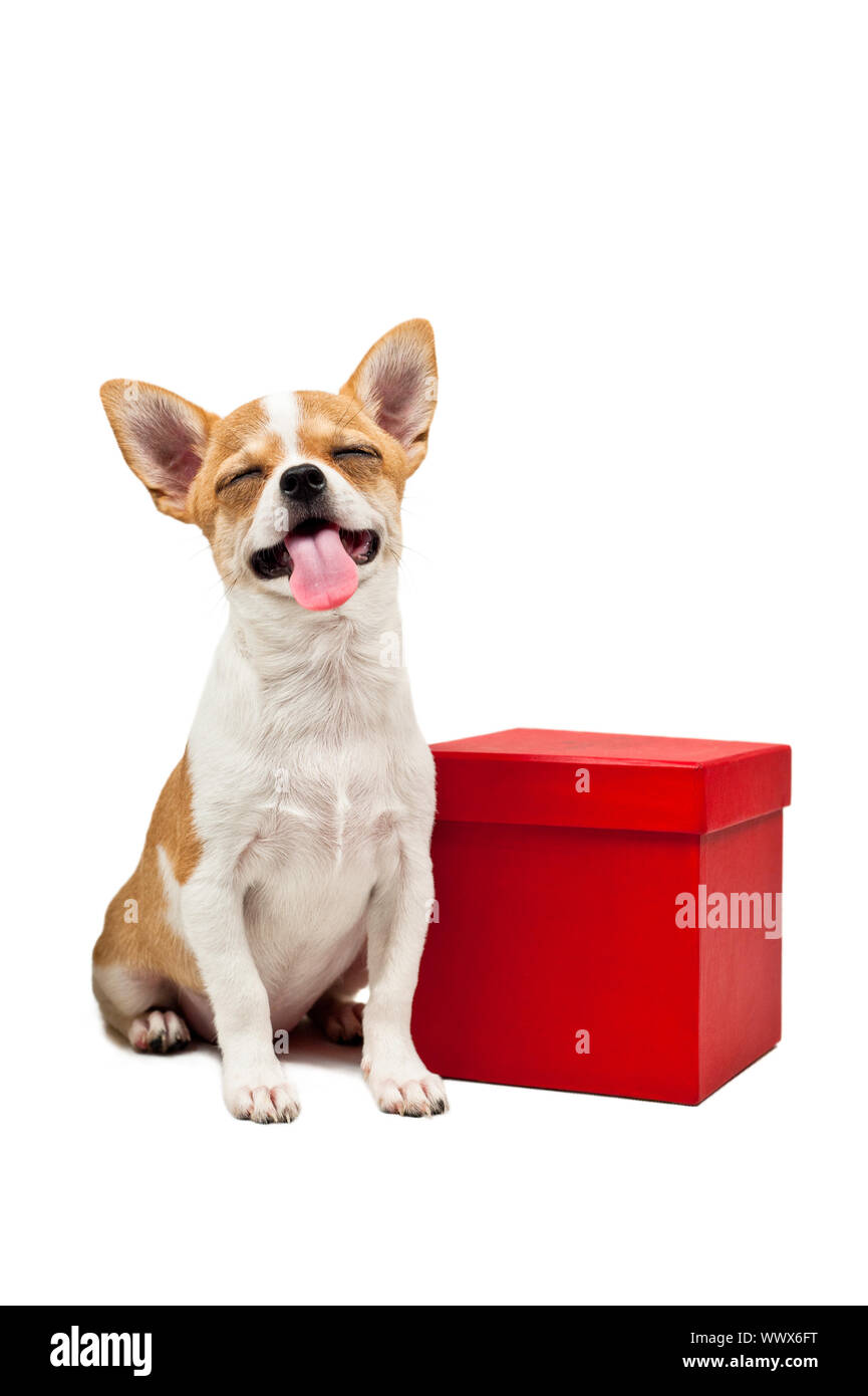 Cane di Pomerania accanto a un rosso presente box Foto Stock