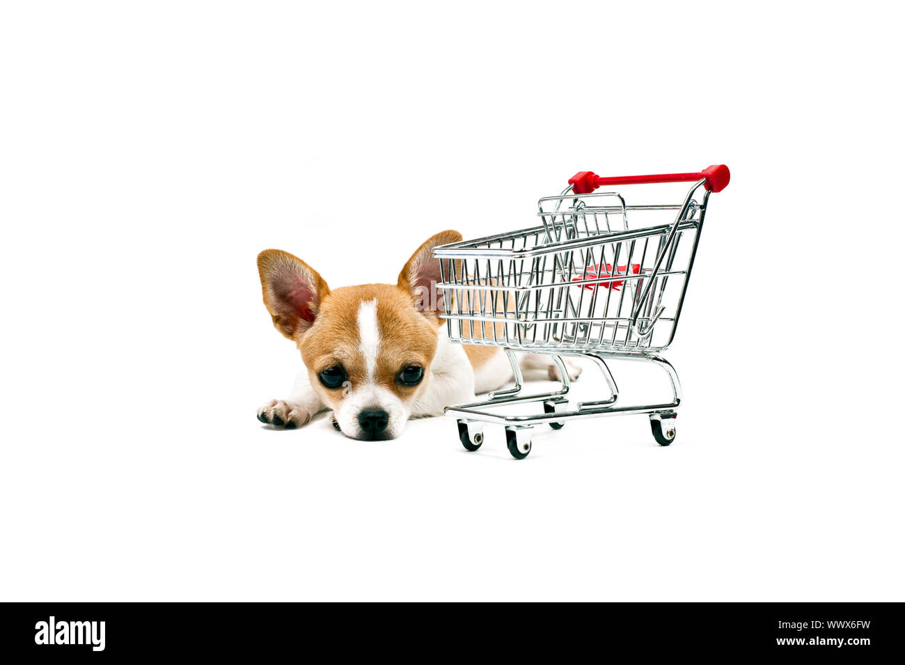 Cane di Pomerania accanto ad un vuoto carrello, su bianco Foto Stock