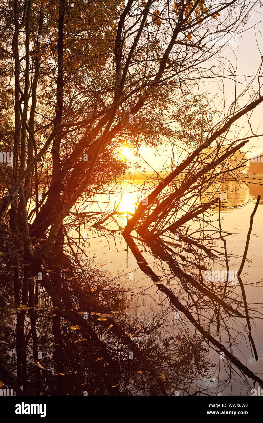 Riserva naturale Bislicher Insel presso sunrise, Xanten, Renania settentrionale-Vestfalia, Germania, Europa Foto Stock
