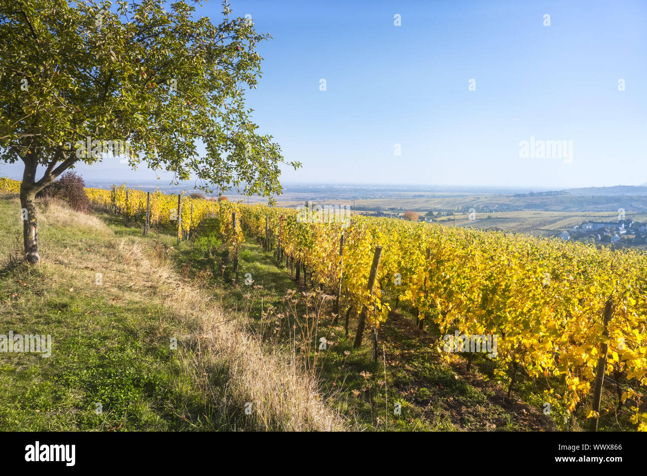 Una vista su un vigneto a Alsace Francia in autunno la luce Foto Stock