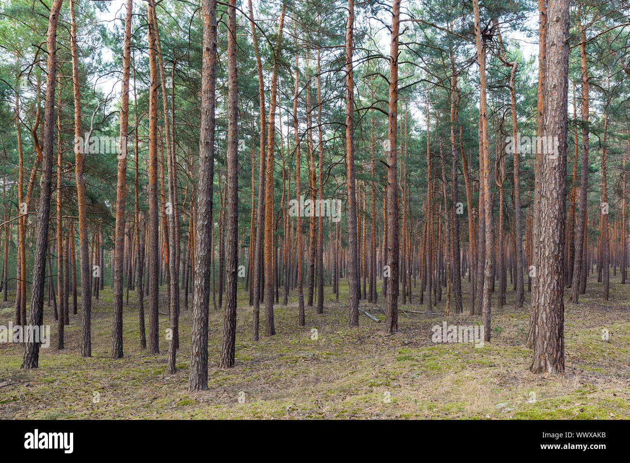 Foresta di conifere Foto Stock