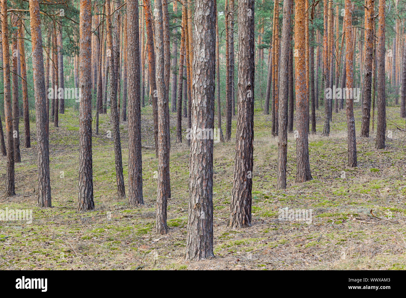 Foresta di conifere Foto Stock