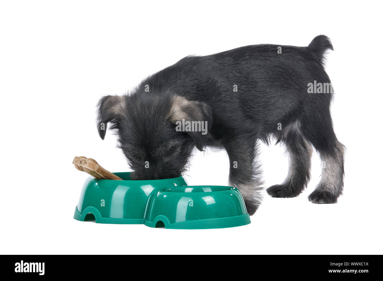 Mittelschnauzer cucciolo isolato su sfondo bianco cane vicino ciotola con osso Foto Stock