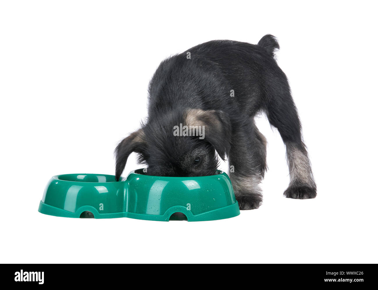 Mittelschnauzer cucciolo isolato su sfondo bianco mangia dalla ciotola del cane Foto Stock