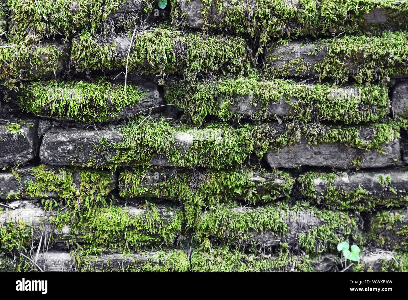 Muro di pietra coperti di muschio Foto Stock