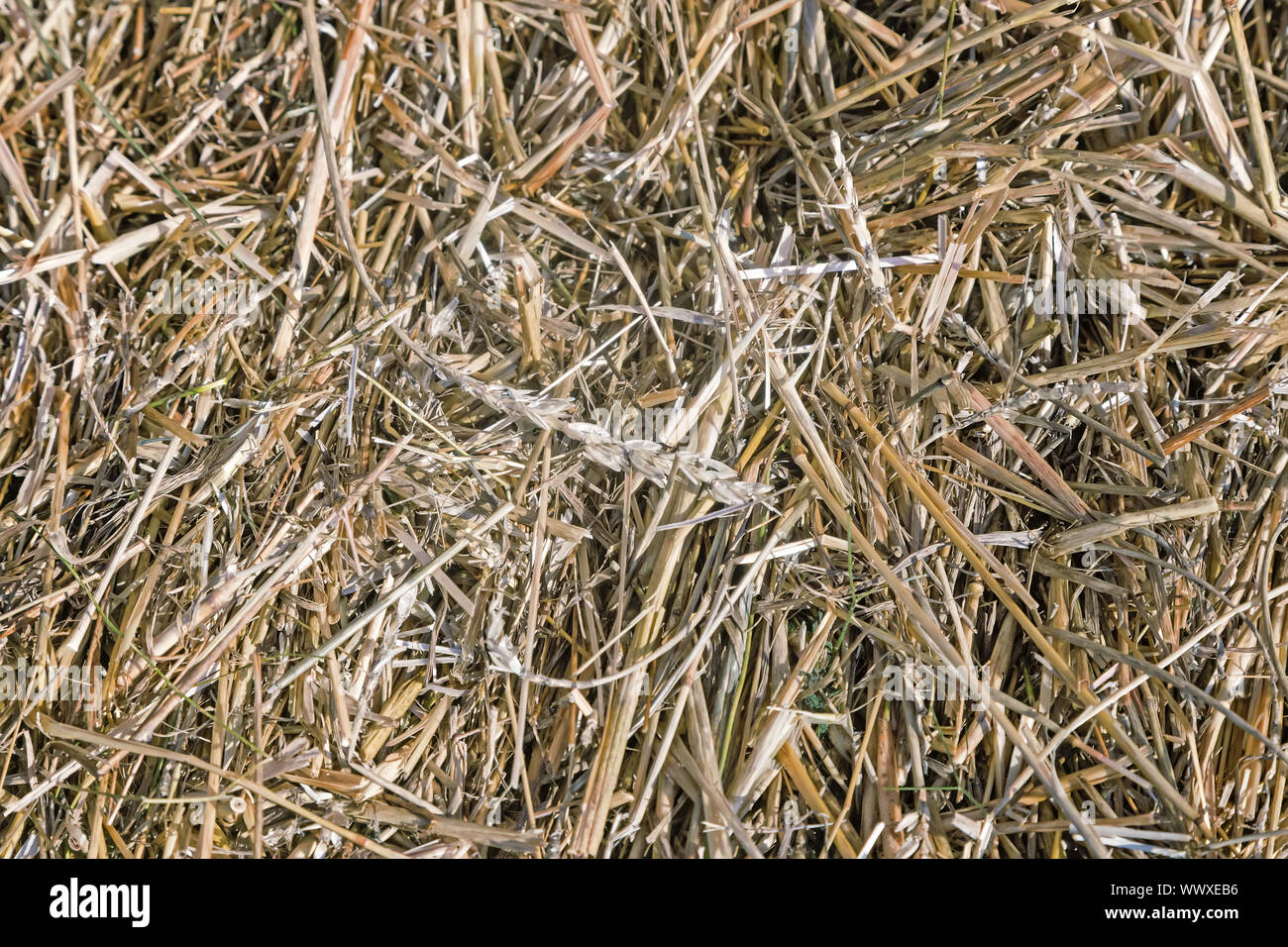 Immagine di sfondo: paglia di frumento e segale. Foto Stock